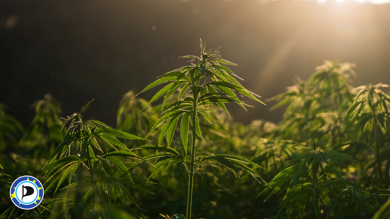 Piráti spolu s dalšími europoslanci vytvořili europarlamentní skupinu pro legalizaci konopí k osobní potřebě